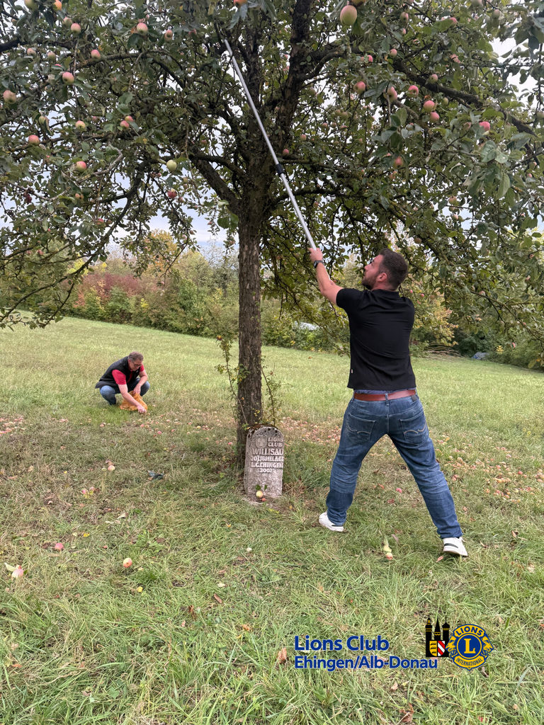 Apfelernte am Jumelagebaum